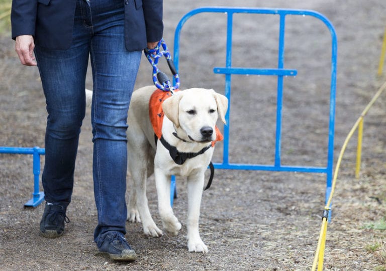 Hospital Bans Seeing-Eye Dog from OR, ADA Suit Follows