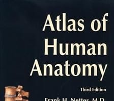 Medical Student’s Artwork Accepted to Netter Gross Anatomy Book, Disappointment Ensues