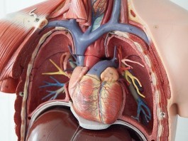 Local Man with Chest Pain Takes Care of Stuff First chest anatomy