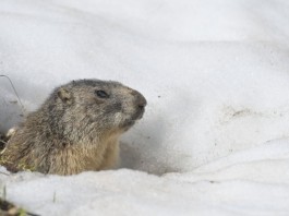 Radiologist Day: 6 More Weeks of Clinical Correlation groundhog day