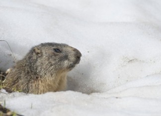 Radiologist Day: 6 More Weeks of Clinical Correlation groundhog day