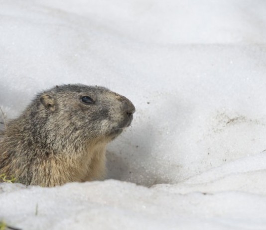 Radiologist Day: 6 More Weeks of Clinical Correlation groundhog day