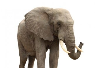 Elephant Complains of Chest Pain ‘Like a Human Sitting on My Chest’