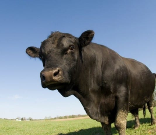 The Surviving BS Campaign: Early Detection of BS in the ED BS in the ED