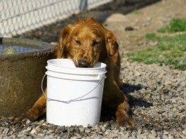 Area Dog Vomits, Directed to Human ER by Veterinary Clinic on Friday Afternoon dog vet clinic