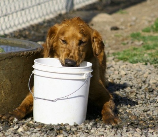 Area Dog Vomits, Directed to Human ER by Veterinary Clinic on Friday Afternoon dog vet clinic