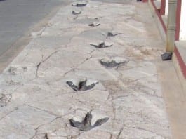 Entrance of New Children’s Hospital to Feature Adorable Animal Footprints Leading Families Directly to Billing Office