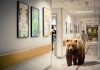 Hospital Pilots Pet Therapy with Black Bears, Grizzlies