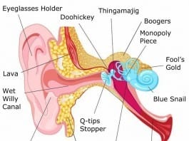 Anatomy of the Ear ear anatomy