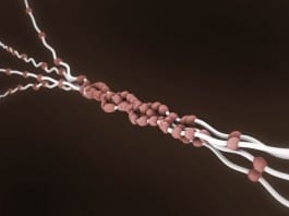 Collagen Etude collagen