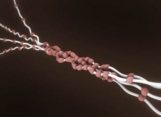 Collagen Etude collagen