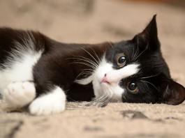 Feline Fibromyalgia Clinic Closes Amid Fraud Accusations