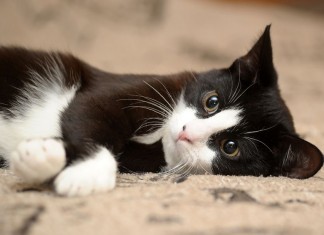 Feline Fibromyalgia Clinic Closes Amid Fraud Accusations