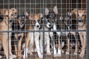 dogs in cage at er