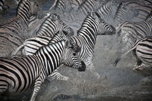 herd of zebras