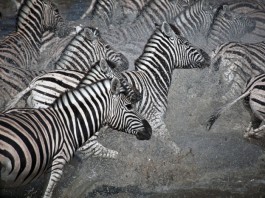 Internist Trampled to Death by Herd of Wild Zebras herd of zebras