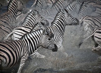 Internist Trampled to Death by Herd of Wild Zebras herd of zebras