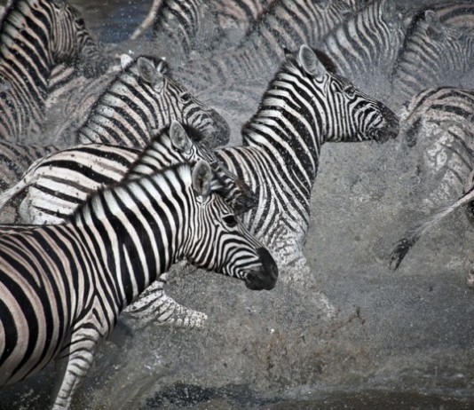 Internist Trampled to Death by Herd of Wild Zebras herd of zebras
