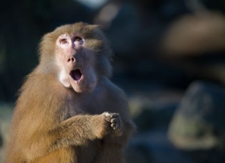 Urgent Care Trains Monkey to Dispense Z-Paks, Send Patients to ER urgent care monkey
