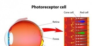 Retina Specialist to Further Subspecialize and Focus on Cones rods and cones
