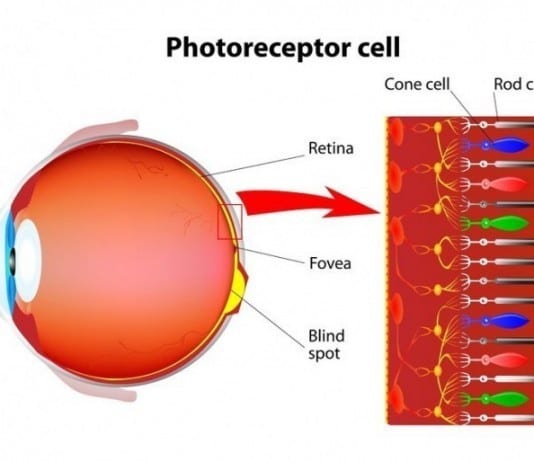 Retina Specialist to Further Subspecialize and Focus on Cones rods and cones