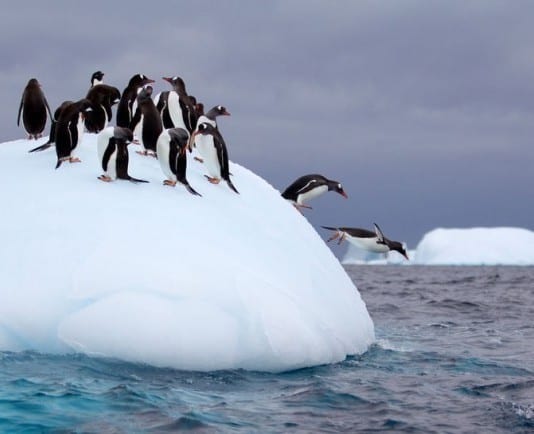 New Sub-Zero ORs Trialed: Orthopedic Surgeon Still Asking for Temperature Turned Down penguins