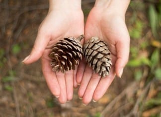 Wilderness Medicine Residency Approved by ACGME, Offers to Pay Trainees in Pine Cones pinecones