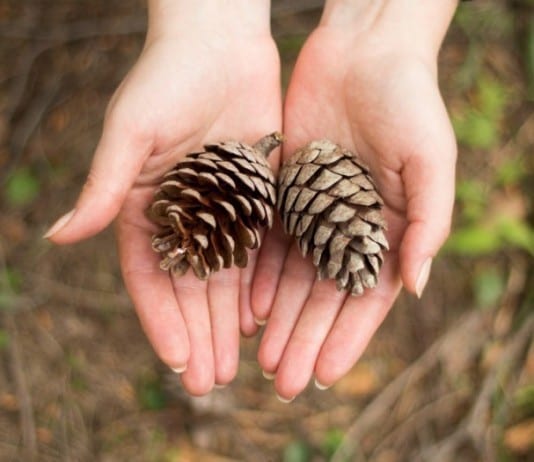 Wilderness Medicine Residency Approved by ACGME, Offers to Pay Trainees in Pine Cones pinecones