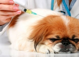 Rabies Vaccines Result in Doggie Autism According to Andrew Wakefield, PETA Petrified dog vaccine