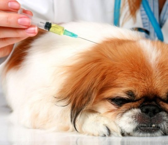 Rabies Vaccines Result in Doggie Autism According to Andrew Wakefield, PETA Petrified dog vaccine