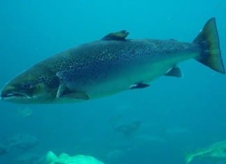 Protamine Shortage Amid Strike at Salmon Sperm Acquisition Factory salmon eggs