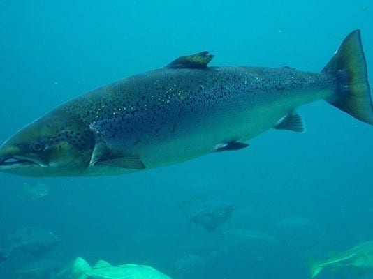 Protamine Shortage Amid Strike at Salmon Sperm Acquisition Factory salmon eggs