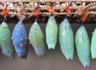 Medical Team Unable to Penetrate Patient’s Protective Blanket Cocoon patient cocoon