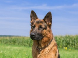 Veterinarian Turfs German Shepherd to Hospital Medicine veterinarian