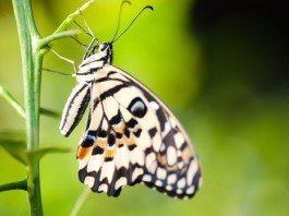 The Difference Between Medical Students & Residents metamorphosis