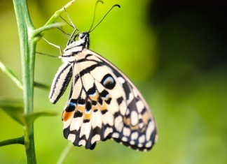 The Difference Between Medical Students & Residents metamorphosis