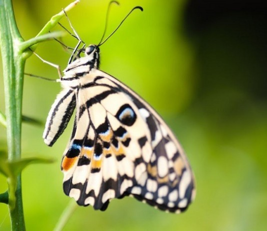 The Difference Between Medical Students & Residents metamorphosis