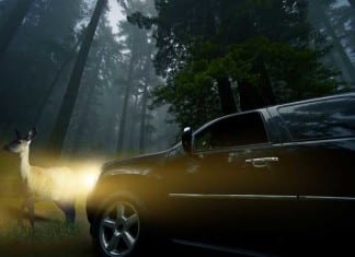 The Difference Between a Medical Student and a Deer in Headlights