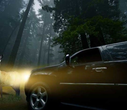 The Difference Between a Medical Student and a Deer in Headlights