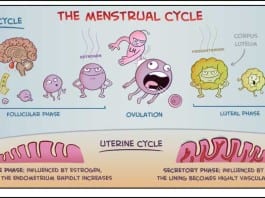 MEDCOMIC Cartoons: Hilarious Medical Learning (Volume 1) menstrual cycle