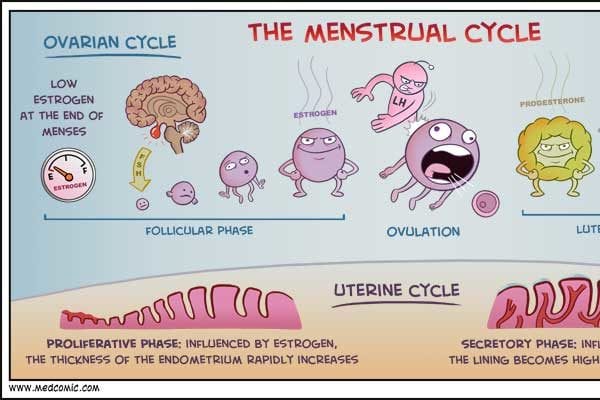 menstrual cycle