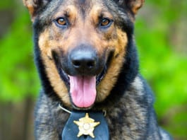 Hospital Hires Retired Drug-Sniffing K9s as Pet Therapists, Dramatic Reduction of Shady Patients, Visitors Ensues