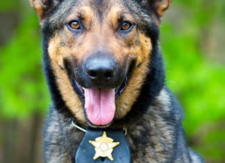 Hospital Hires Retired Drug-Sniffing K9s as Pet Therapists, Dramatic Reduction of Shady Patients, Visitors Ensues