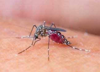 ToRCHeS Mnemonic Unsure How to Handle New Zika Virus mosquito