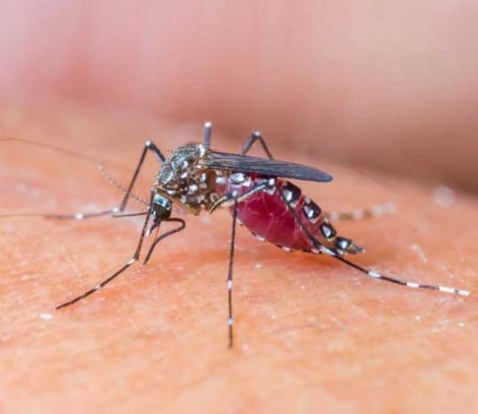 ToRCHeS Mnemonic Unsure How to Handle New Zika Virus mosquito