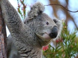 Man vs. Koala: A List of Lesser Known ER Complaints koala bear