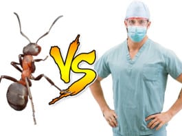 The Difference Between Arthropods & Orthopods
