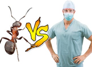 The Difference Between Arthropods & Orthopods
