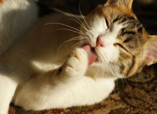 Cats Outperform Humans in Treating Patients with Borderline Personality Disorder cat licking