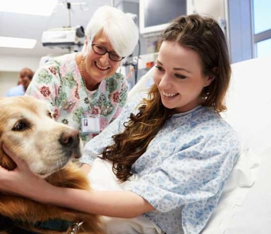 Allergy-Sniffing Dog Weeds Out Dilaudid-Seeking Liars retriever in hospital